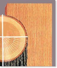 「涨知识」同一块木头切出不一样的纹理——木材的纹理与切割方式